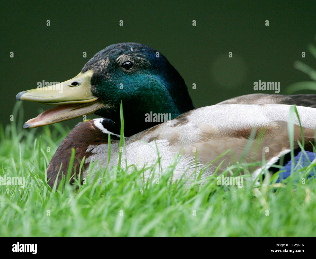 Male mallard with his beak open - signifying overheating. Stock Photo