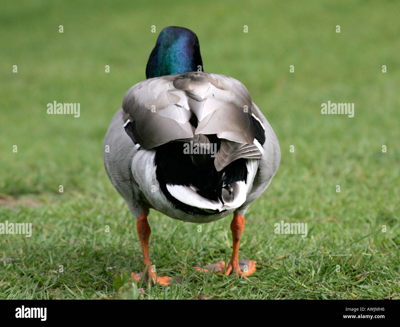 Mallard duck grass hi-res stock photography and images - Alamy
