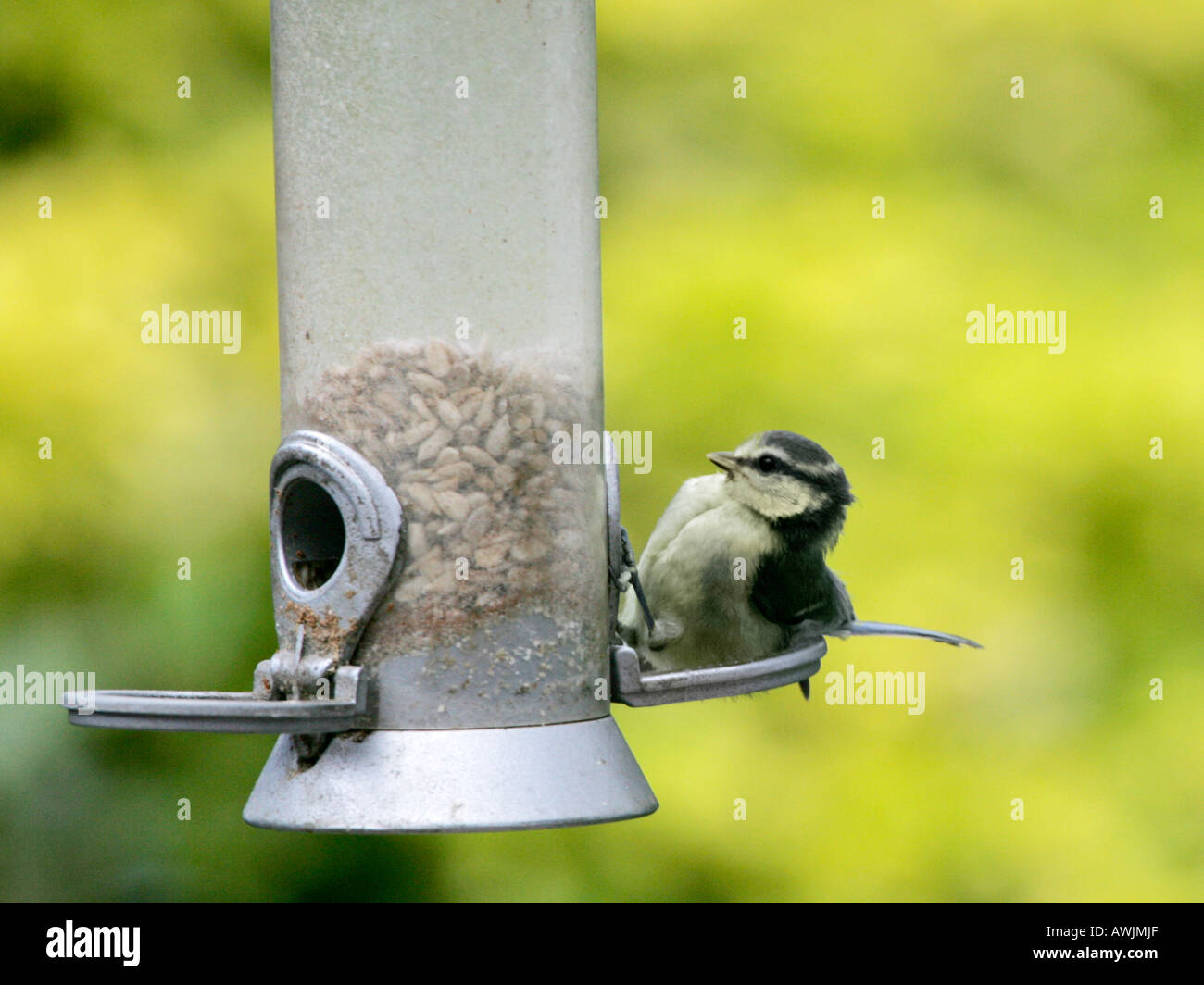 Tiny Baby Fledgling Blue Tit Stuck In A Bird Feeder Stock Photo