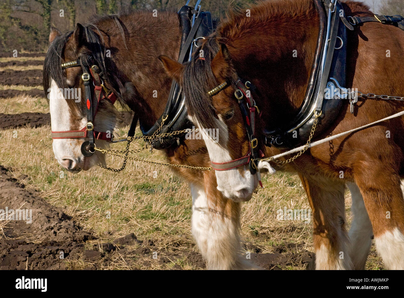 Shire horse pulling a plow Stock Photo Alamy