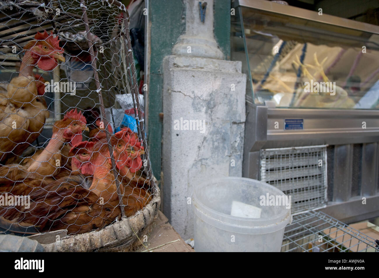 Live chickens look at a case of butchered chickens. Stock Photo