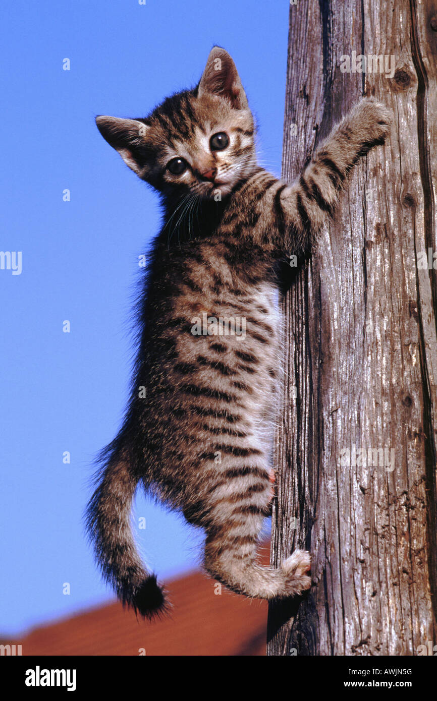 Domestic Cat (Felis catus, Felis silvestris), breed: European Shorthair. Kitten climbing on a post Stock Photo