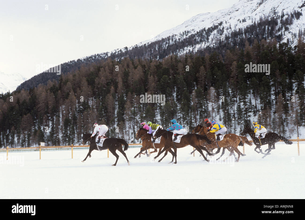 Horse racing in snow. St. Moritz, Switzerland Stock Photo