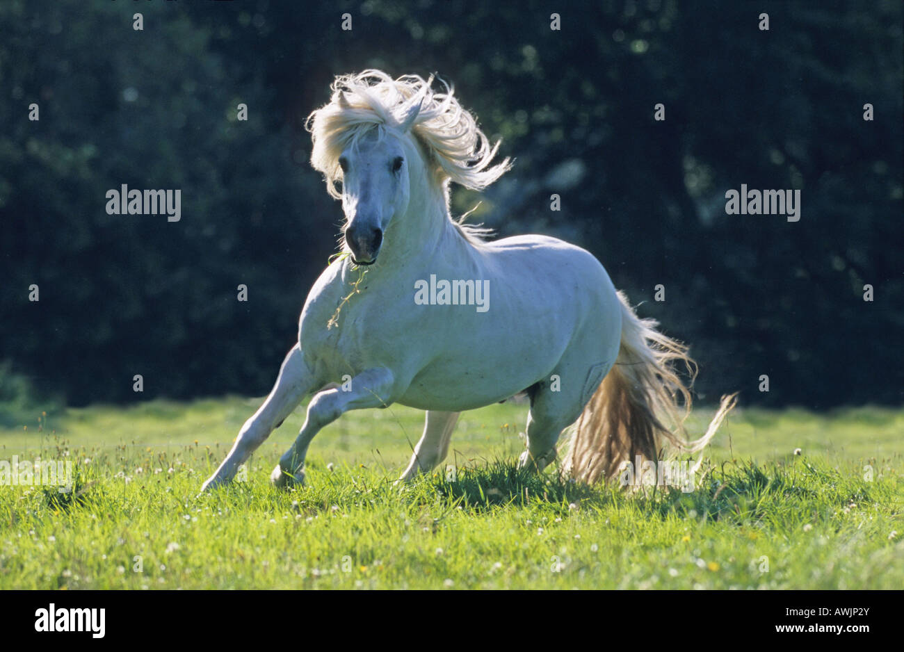 Camargue Horse (Equus caballus), stallion in gallop on a meadow Stock Photo