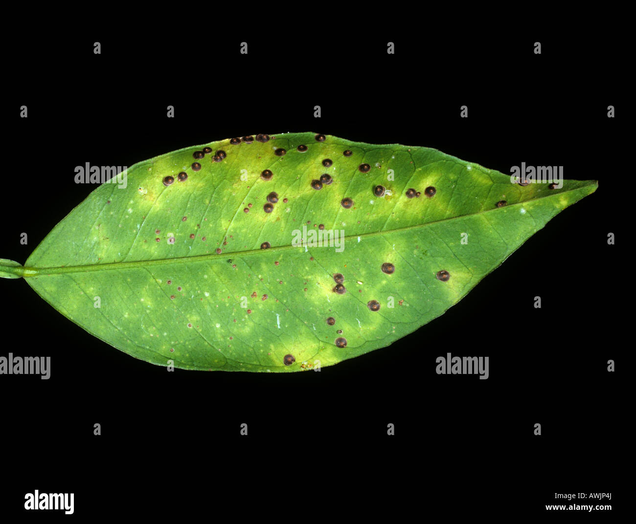 Florida red scale insect (Chrysomphalus aonidum) on an orange leaf Stock Photo