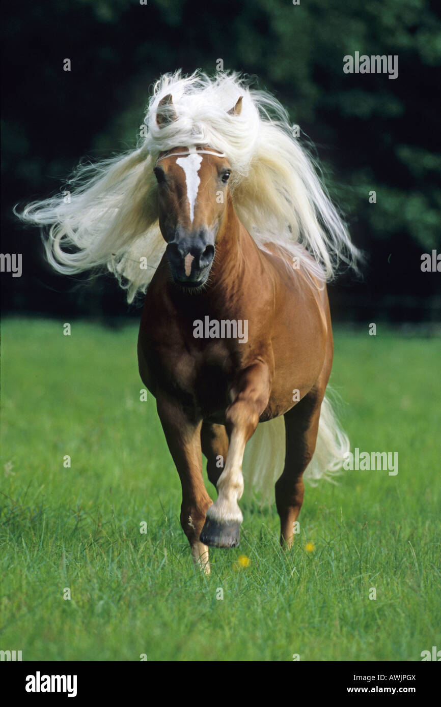 Haflinger Horse (Equus caballus). Stallion in gallop with mane flowing Stock Photo