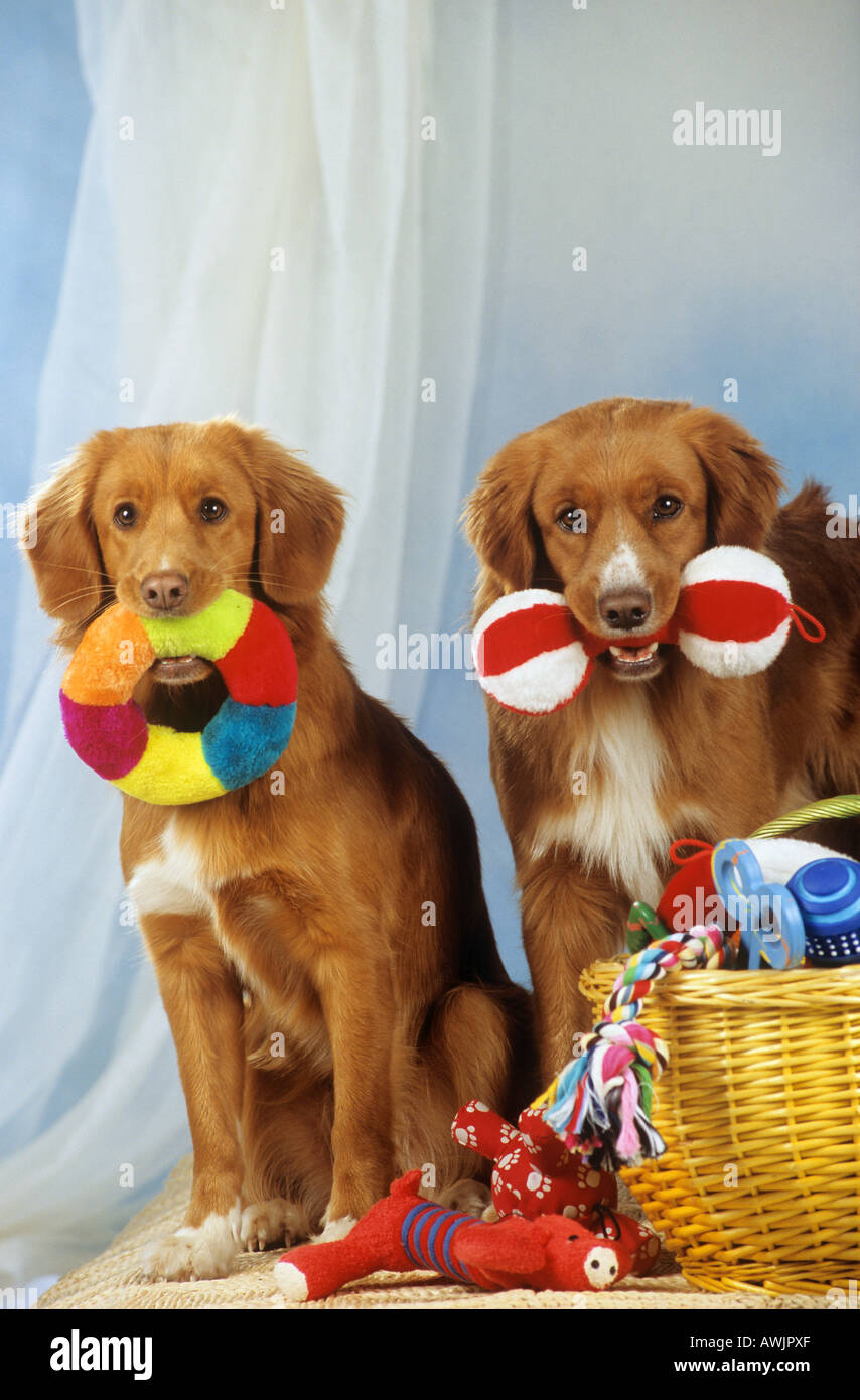 two Nova Scotia Duck Tolling Retriever with toys Stock Photo Alamy