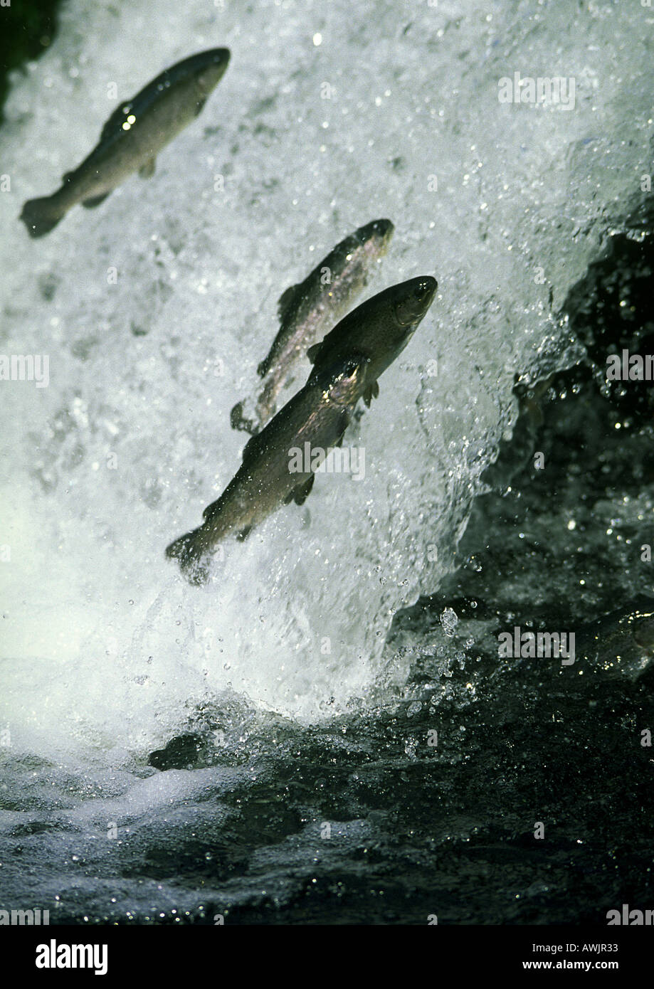 Salmon jumping in white water Stock Photo Alamy