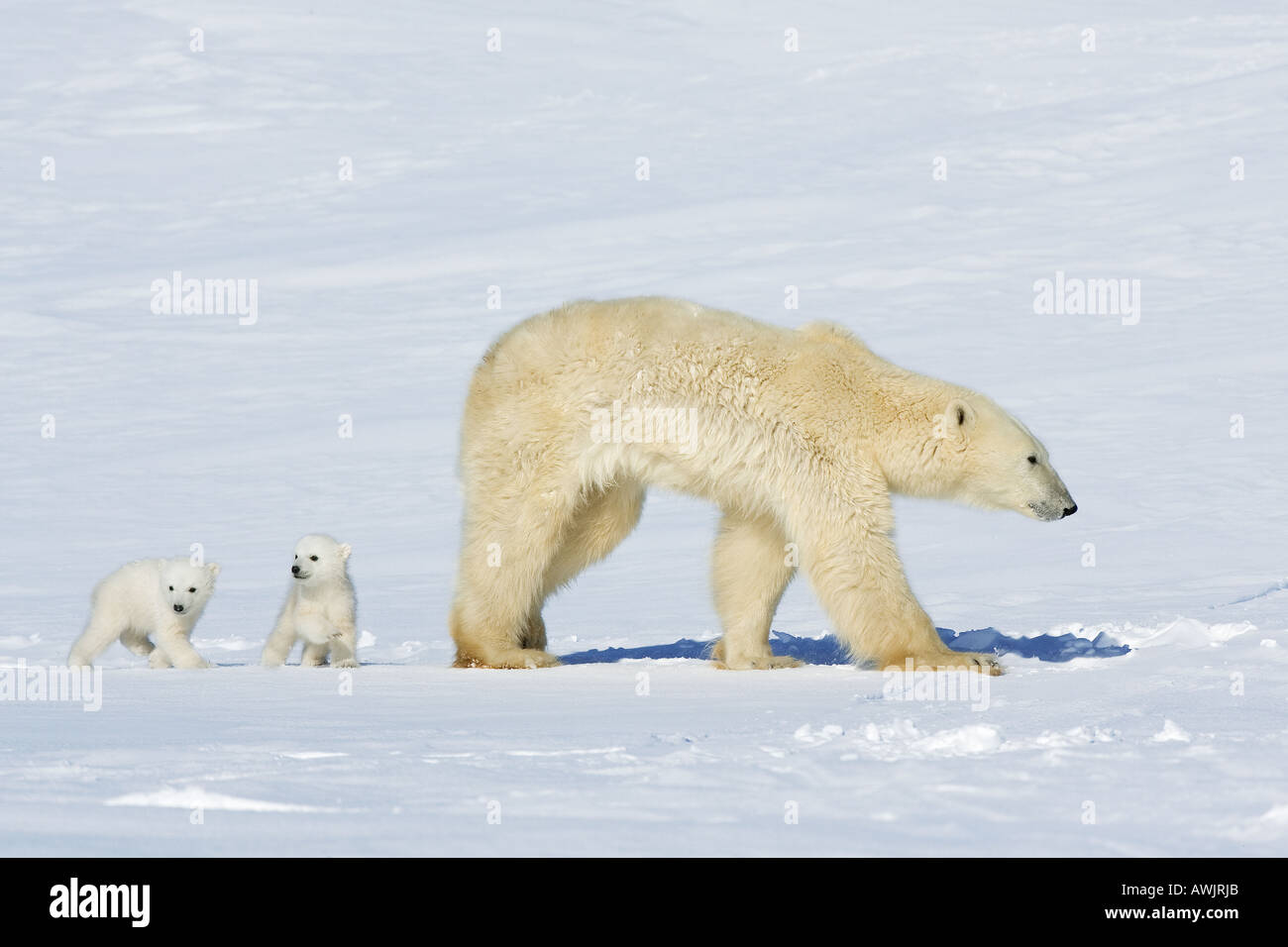 polar bear - with two cubs / Ursus maritimus Stock Photo - Alamy