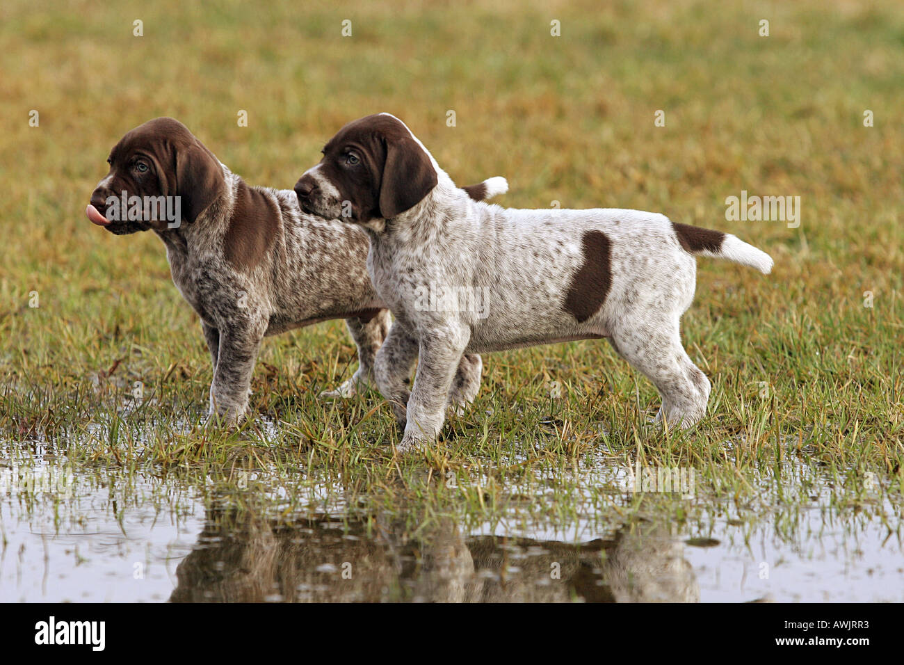German Shorthaired Pointer. Two puppies standing on the edge of water Stock  Photo - Alamy