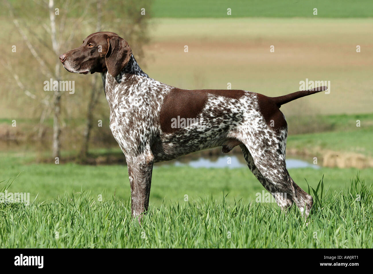 German Shorthaired Pointer - standing lateral Stock Photo - Alamy