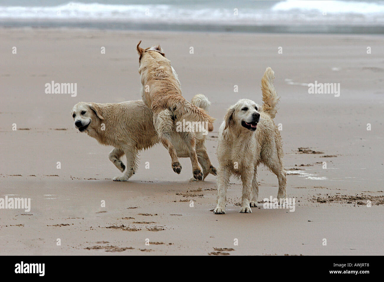 three Golden Retriever - playing on the beach Stock Photo