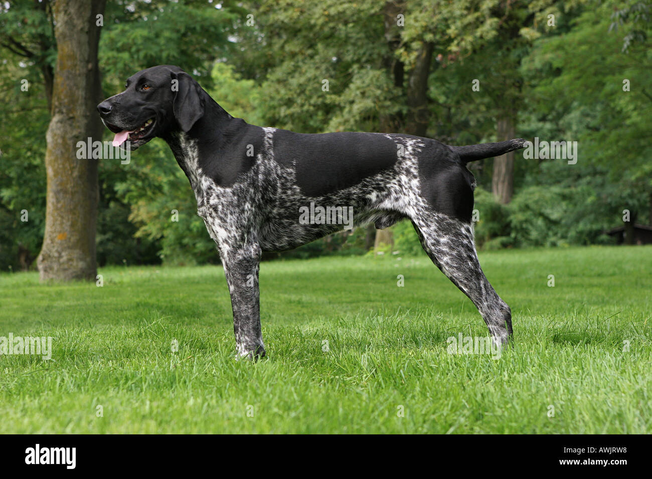 German Shorthaired Pointer Standing On Meadow Stock Photo