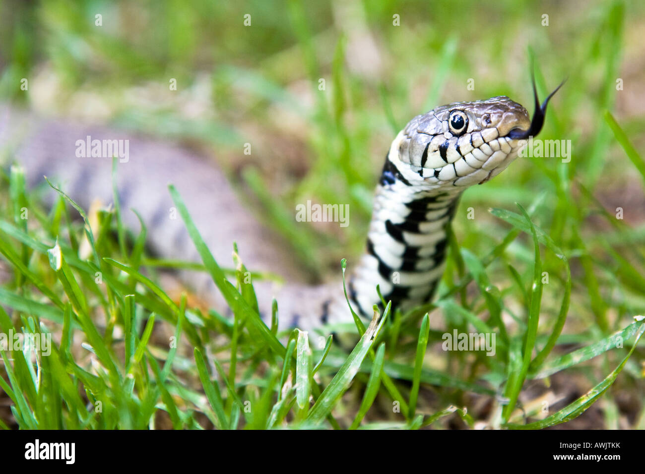 Grass snake with forked tongue sticking out Stock Photo