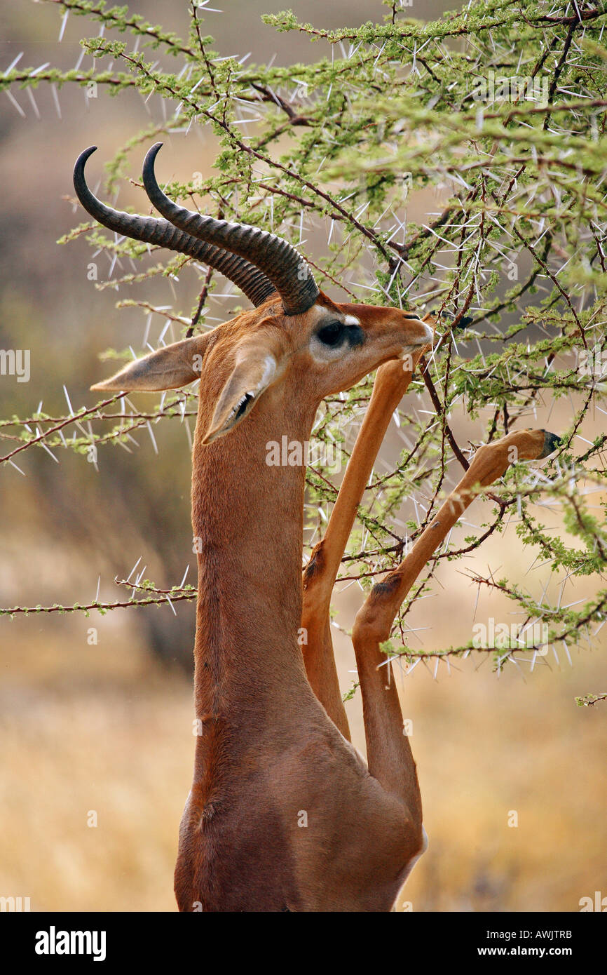 Gerenuk Eat Hi res Stock Photography And Images Alamy gerenuk-eat-hi-res-stock-photography-and-images-alamy