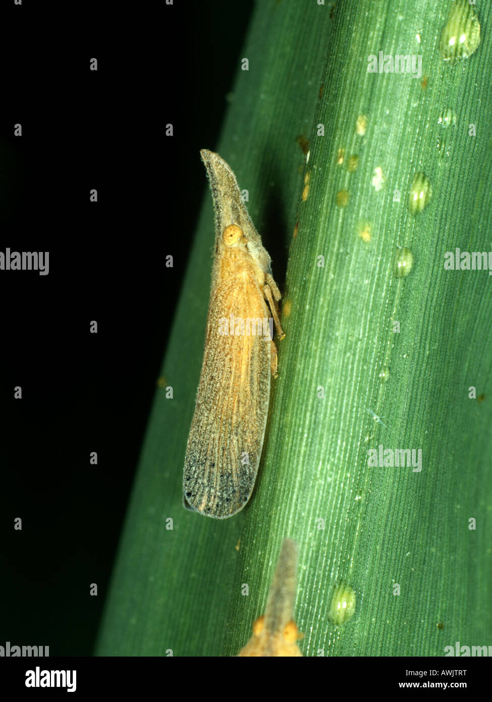 Adult Indian sugarcane leafhopper Pyrilla perpusilla on a sugarcane leaf Stock Photo