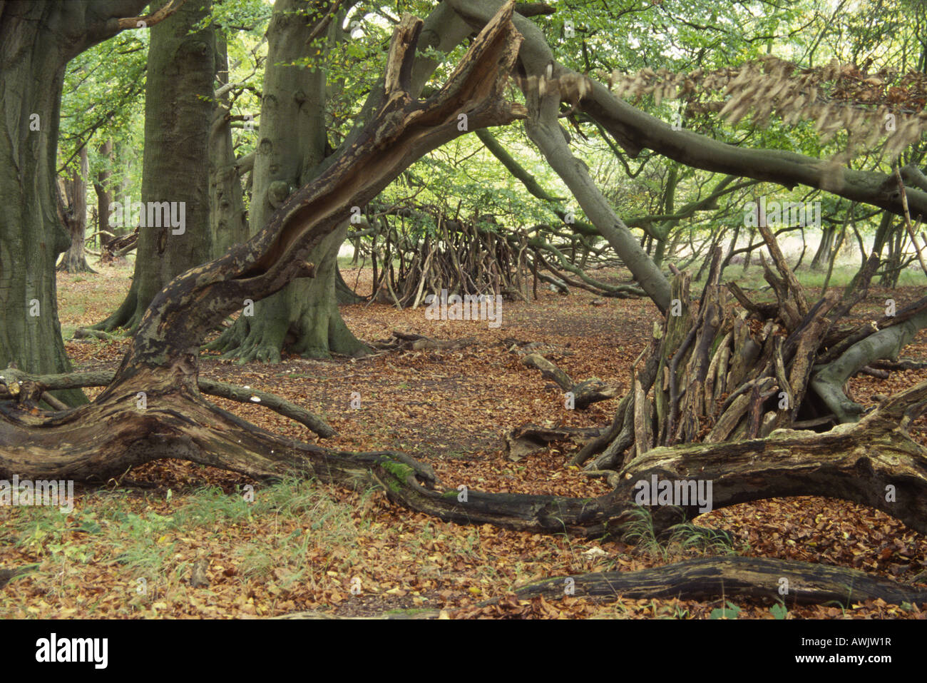 Triangle of Live Fallen Beech Branches Frame Deadwood Habitat Piles in Brown Autumn Woodland Wytham Berkshire England UK 2005 Stock Photo