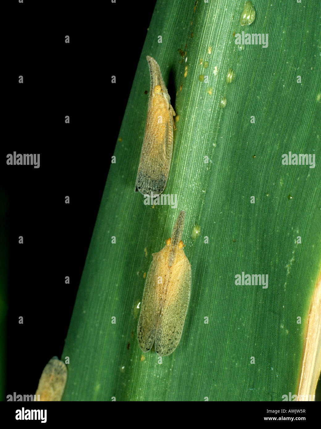 Adult Indian sugarcane Leafhopper Pyrilla perpusilla on a sugarcane leaf Stock Photo