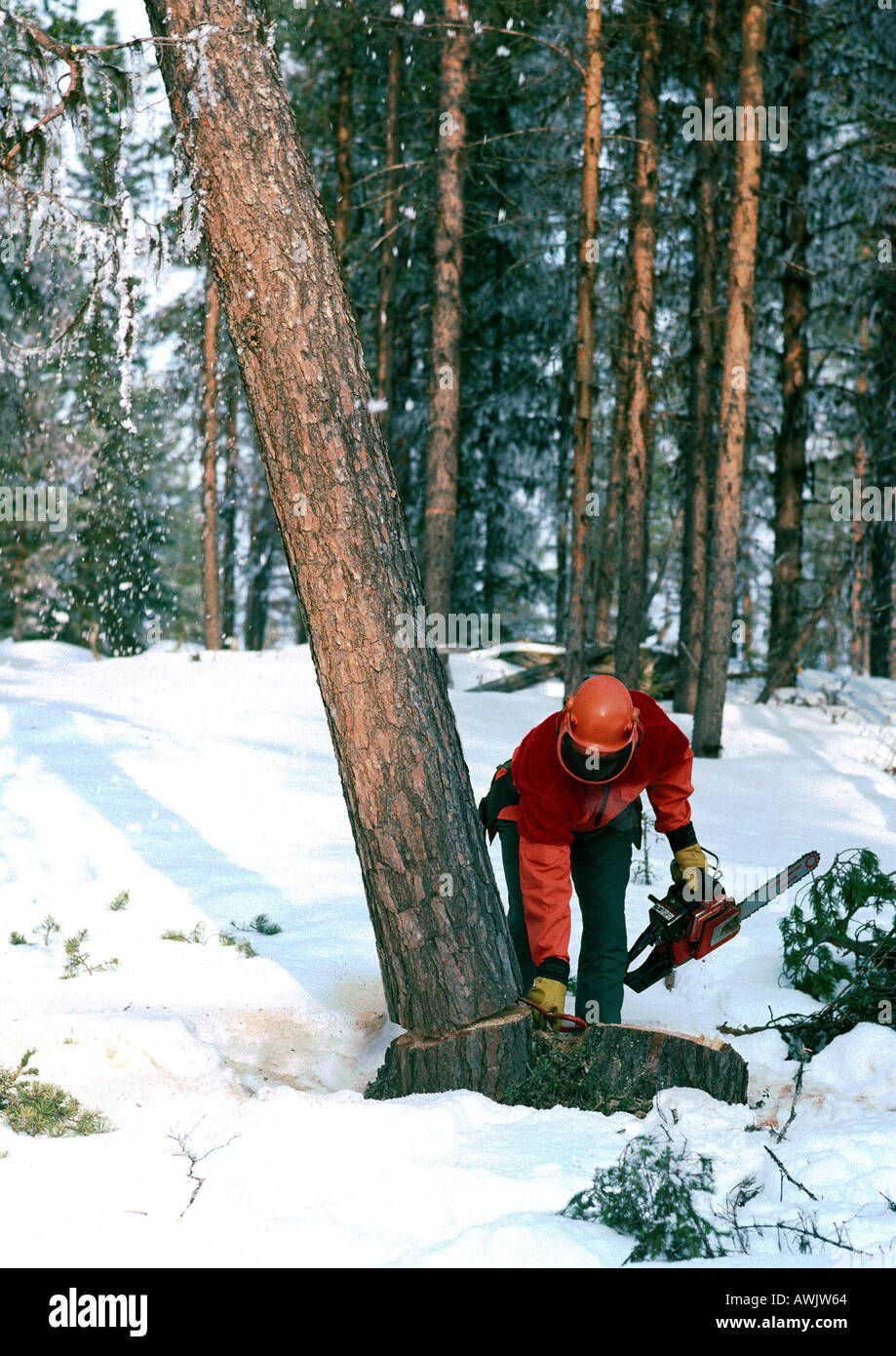 Sweden, man cutting down tree with chain saw in snow Stock Photo