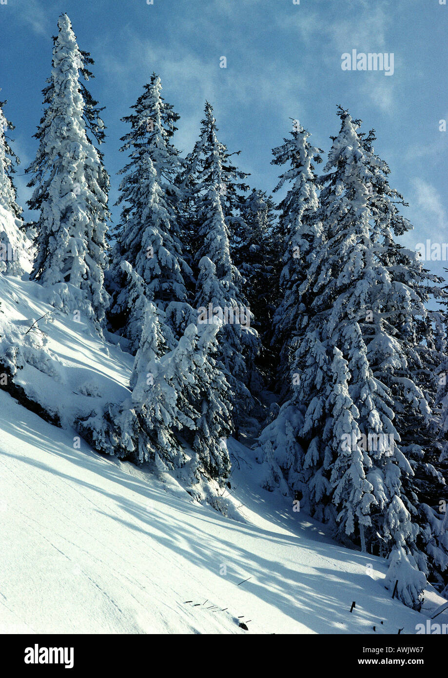 Sweden, snow covered fir trees on snowy slope in front of blue sky Stock Photo