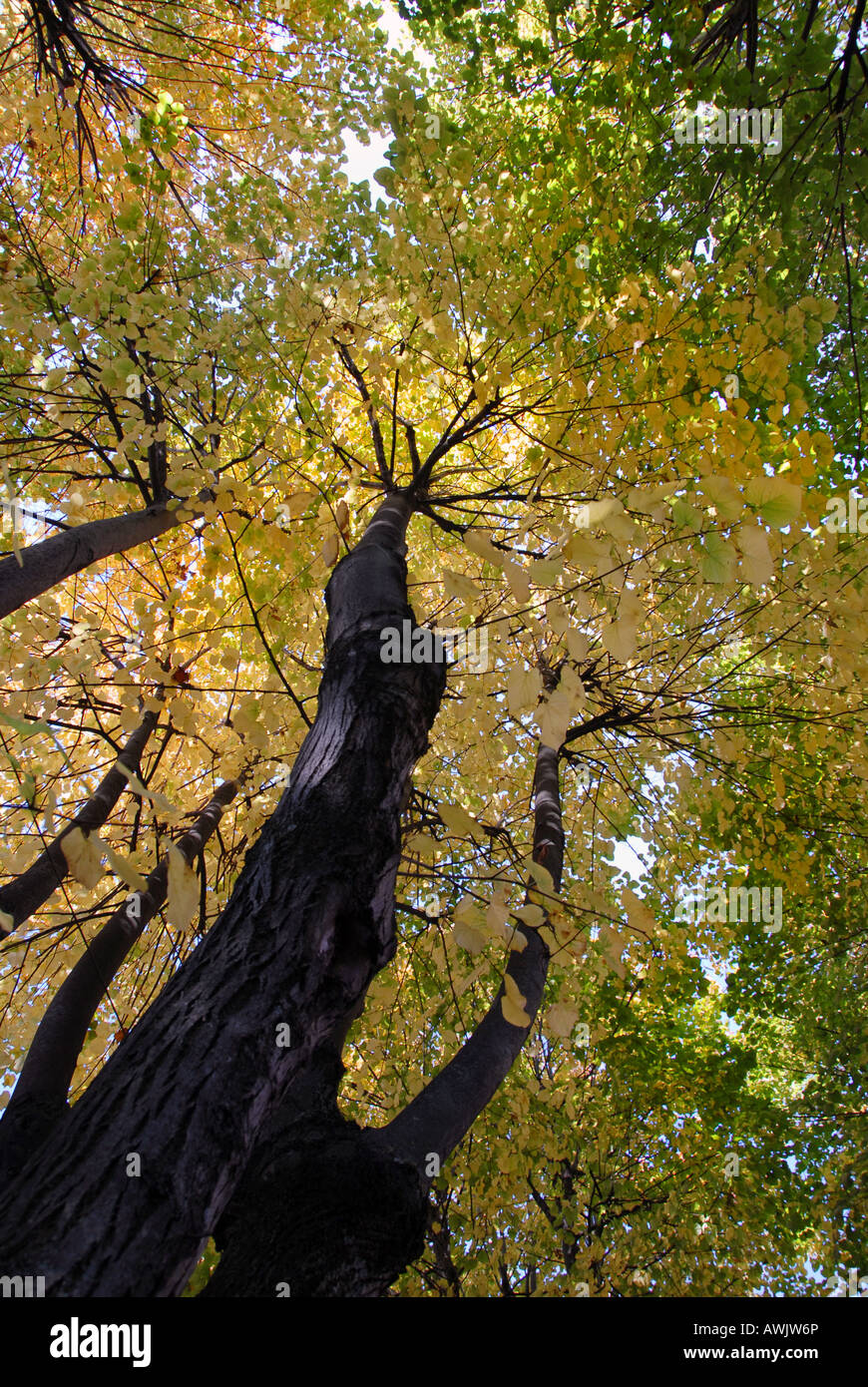 Yellow autumn leaves against blue sky Stock Photo - Alamy