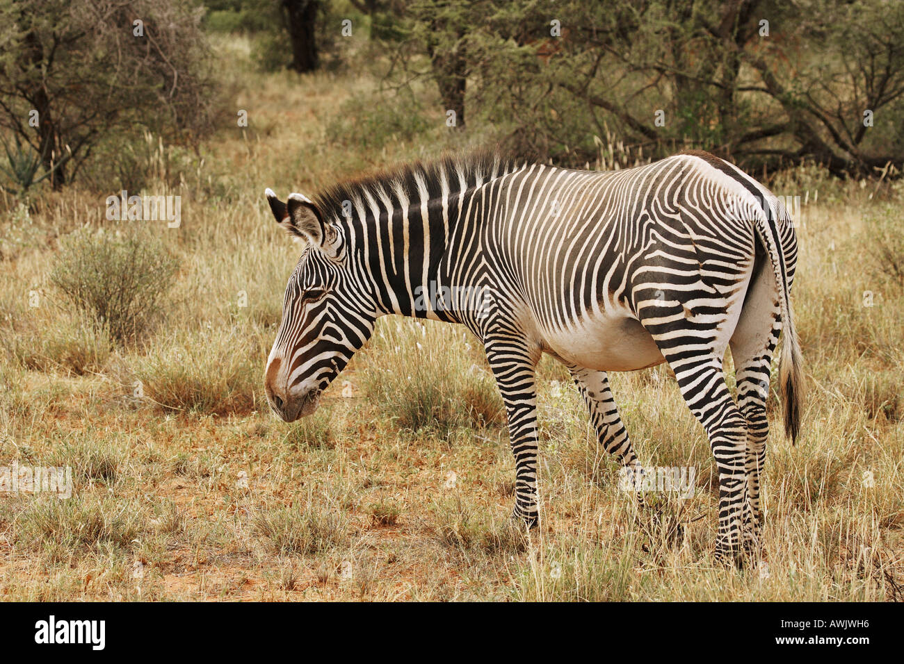Zebra Injuries Grevy's zebra - asymmetrical coat after injury / Equus grevyi Stock ...