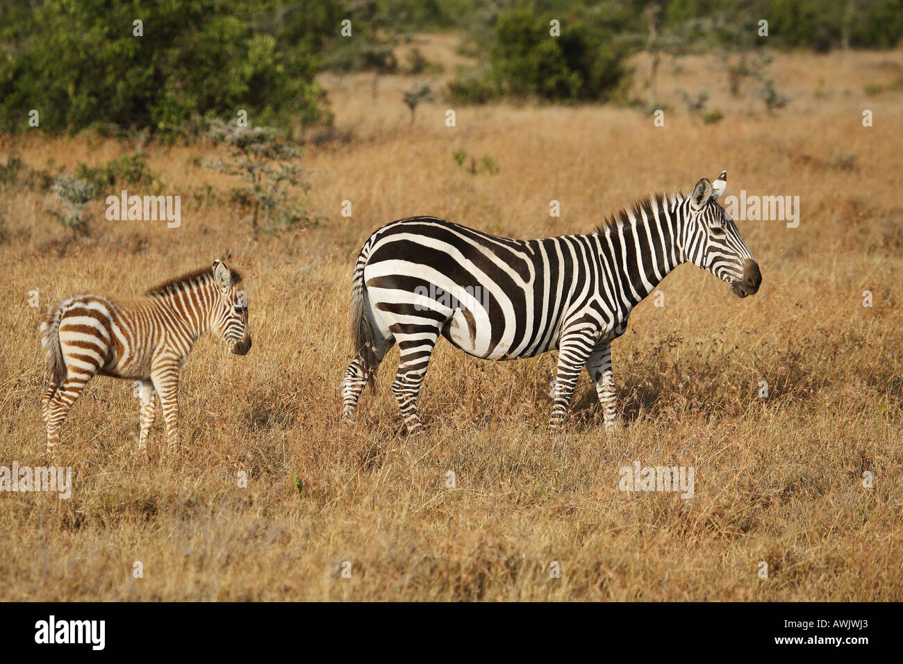 Equus quagga boehmi with cub hi-res stock photography and images - Alamy