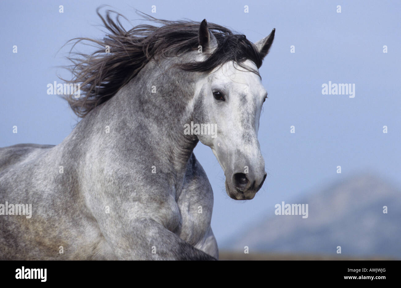 Andalusian Horse (Equus caballus), portrait of stallion with mane flowing Stock Photo