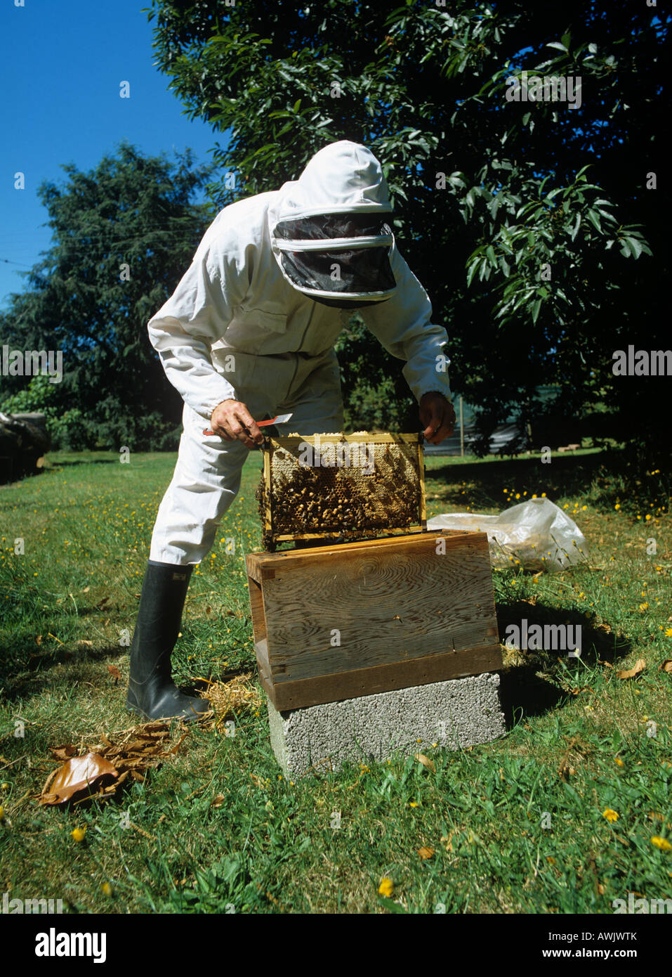 Beekeeper removing the comb from the brood chamber of a National hive