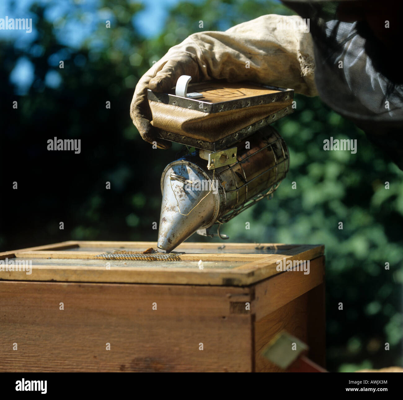 Beekeeper applying smoke through gauze over the feed hole in a national hive Stock Photo