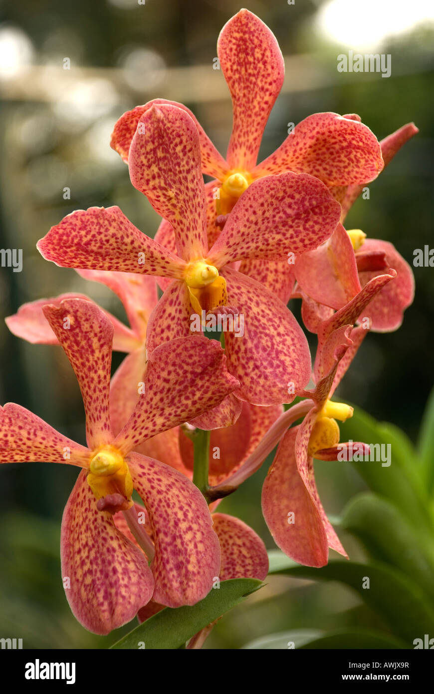 philippines manila Rizal park, orchid in orchid garden Stock Photo Alamy
