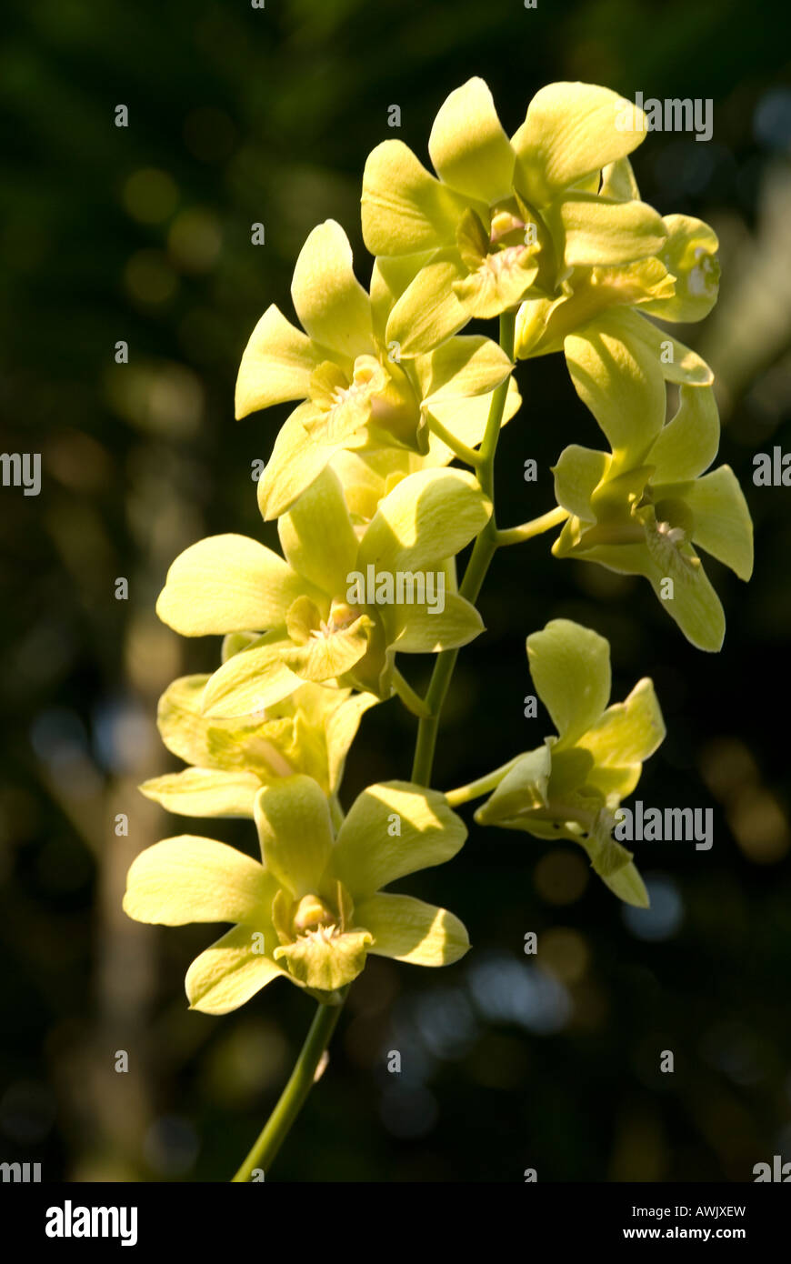 philippines manila Rizal park, orchid in orchid garden Stock Photo Alamy