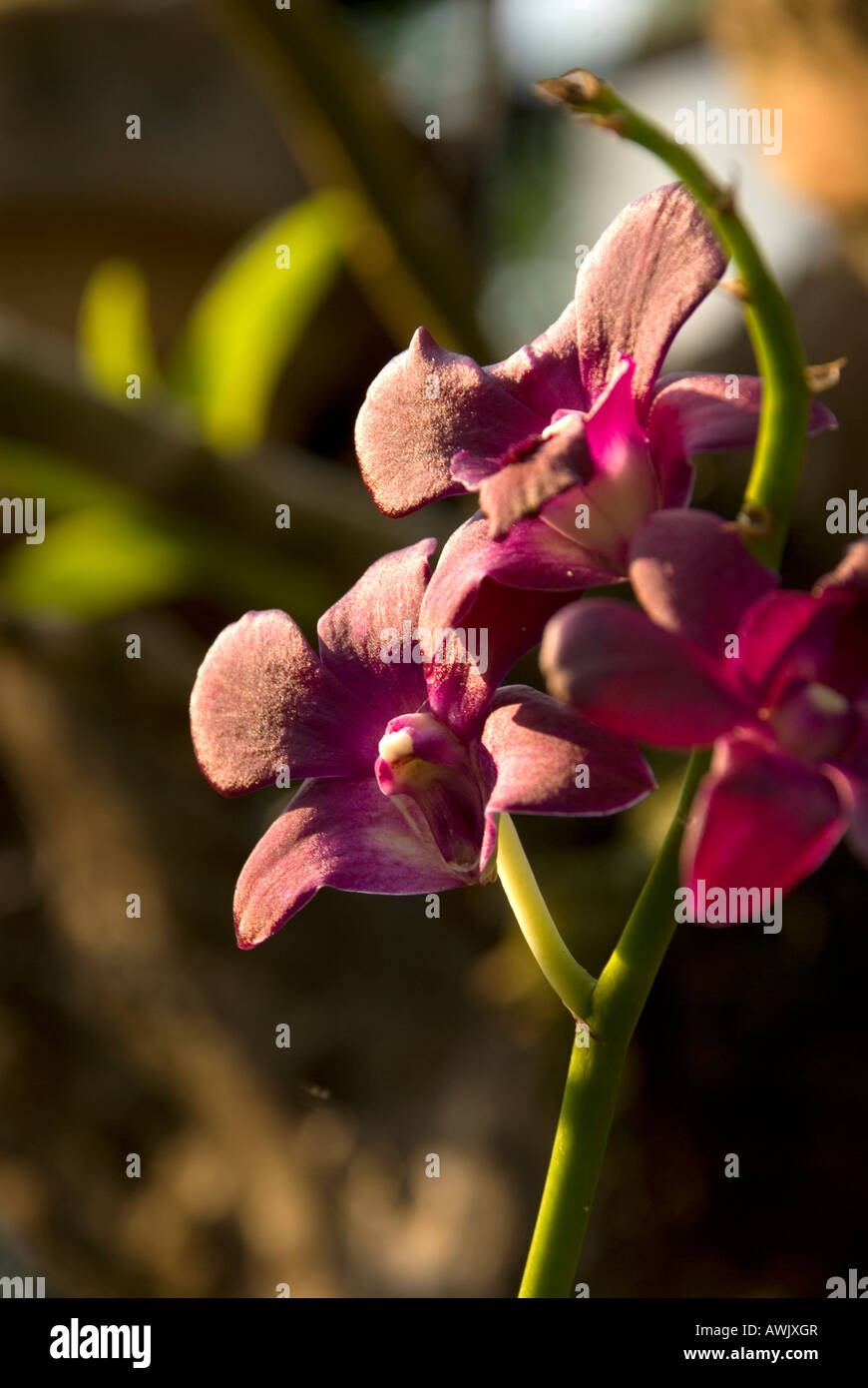 philippines manila Rizal park, orchid in orchid garden Stock Photo Alamy
