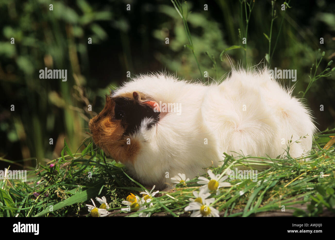 Abyssinian guinea pig on meadow Stock Photo