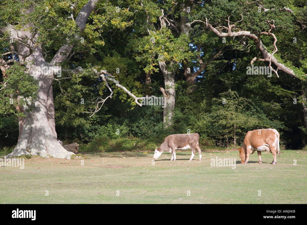 Cows grazing around oak trees in the New Forest Stock Photo Alamy