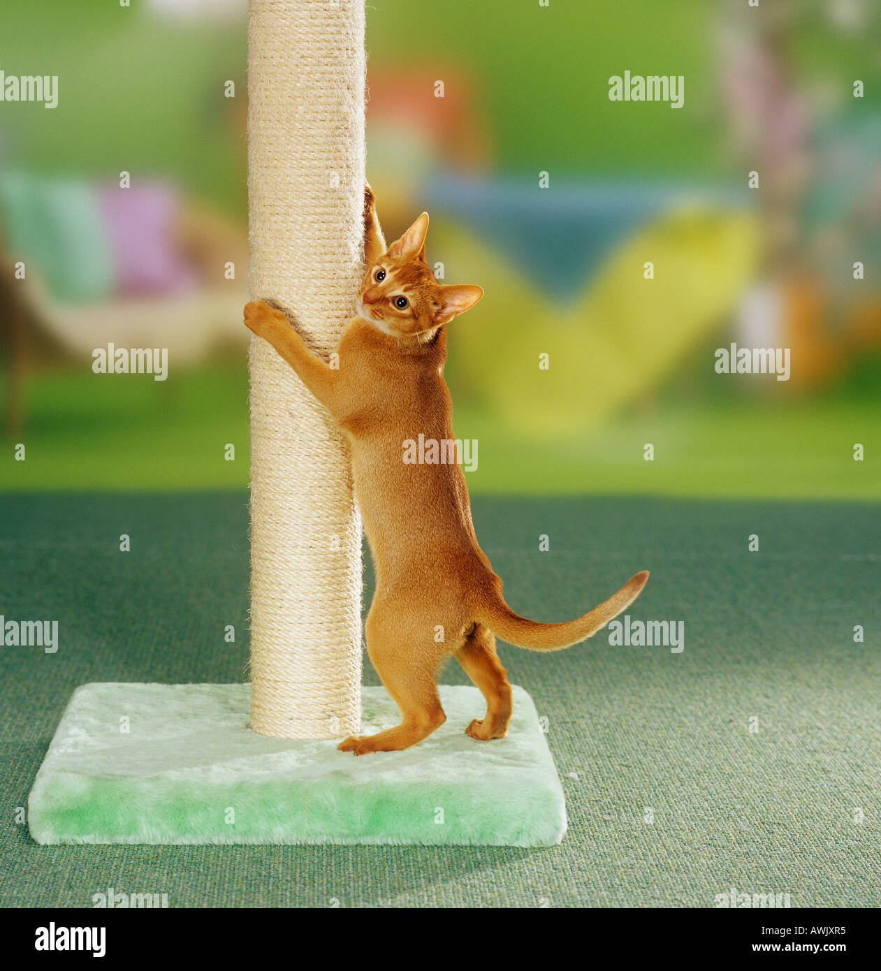 Abyssinian cat at scratching post Stock Photo Alamy