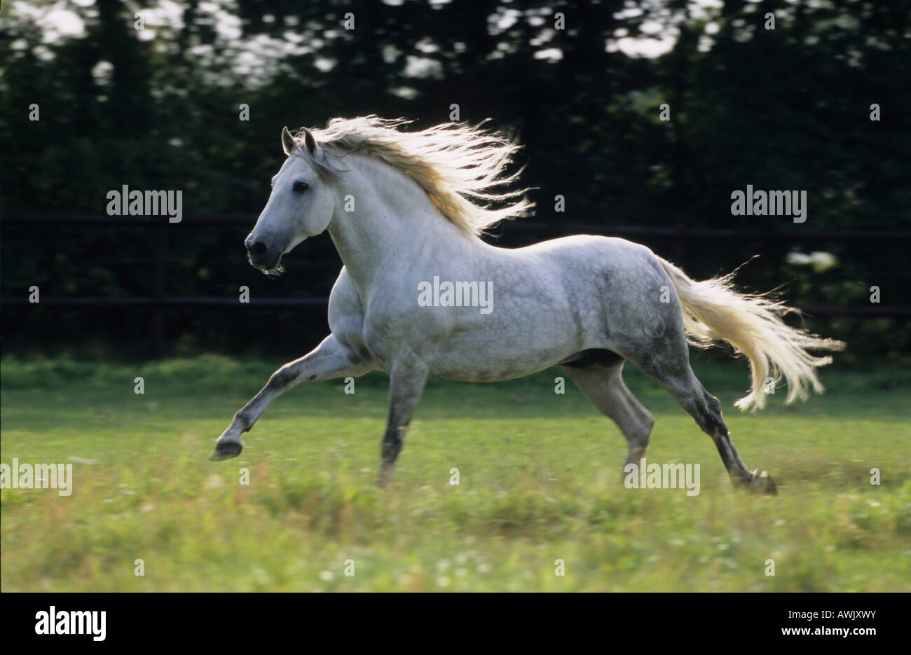 Andalusian Horse (Equus caballus), white stallion galloping over a meadow Stock Photo