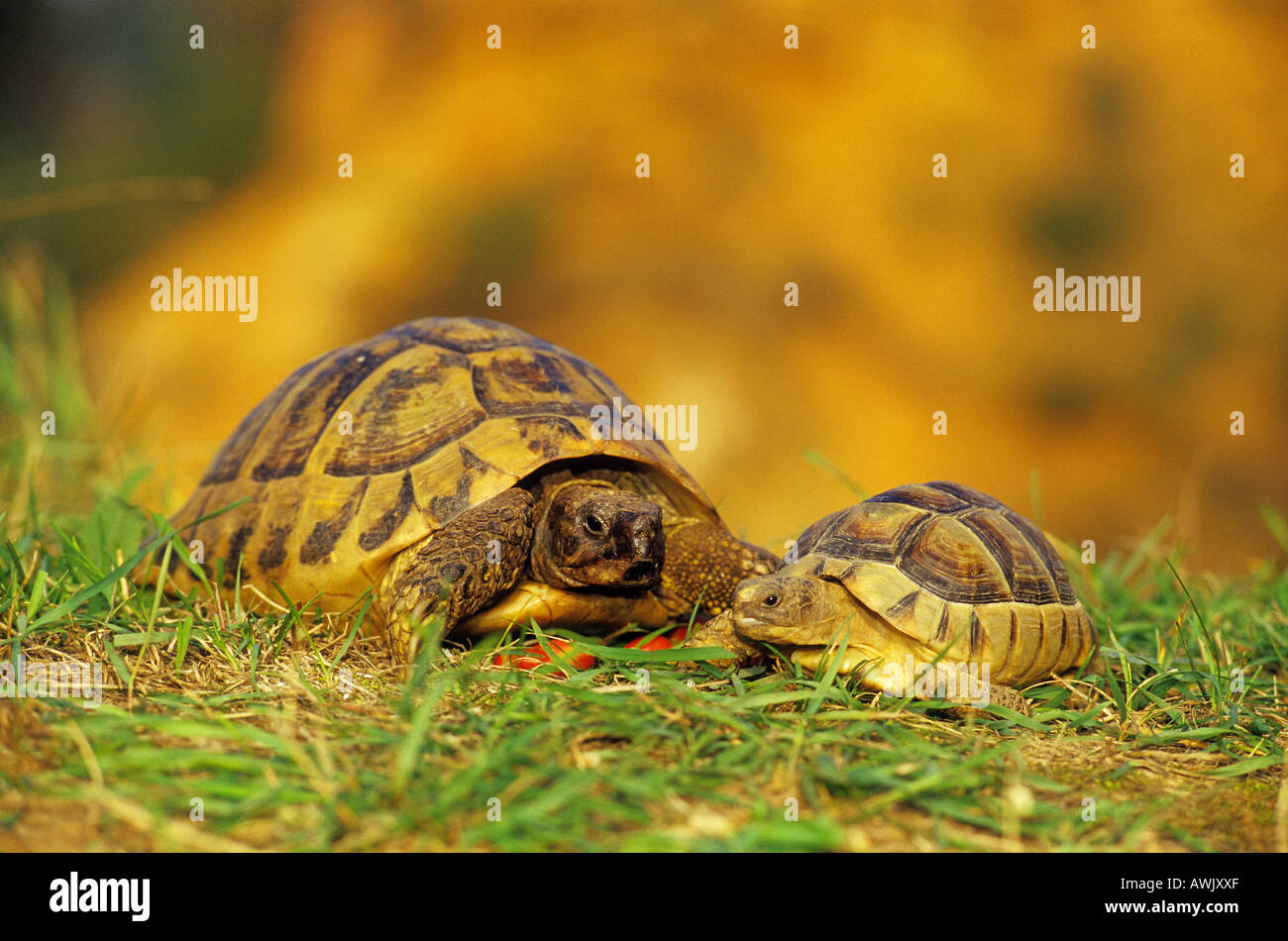 Hermann's tortoise with cub / Testudo hermanni Stock Photo - Alamy