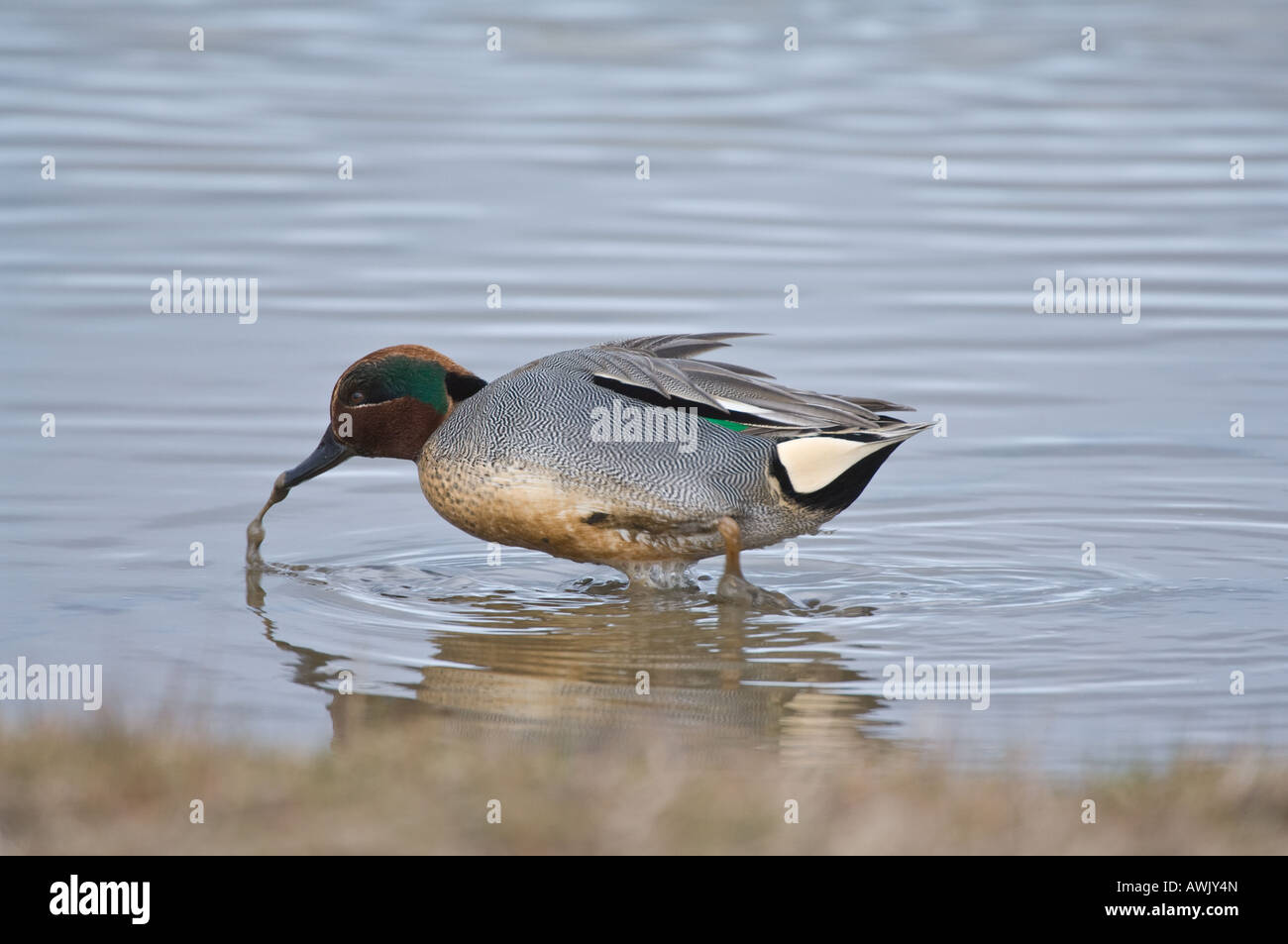 Common Teal Anus crecca male feeding in shallow water Cley-next-Sea Norfolk East Anglia UK March Stock Photo