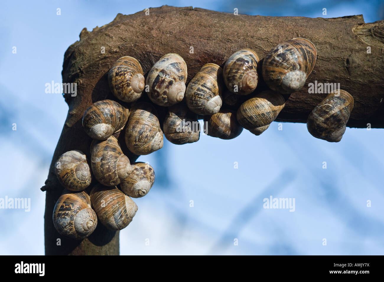 Garden Snail (Helix aspersa) group hibernating on tree branch Brancaster Norfolk East Anglia England March Stock Photo