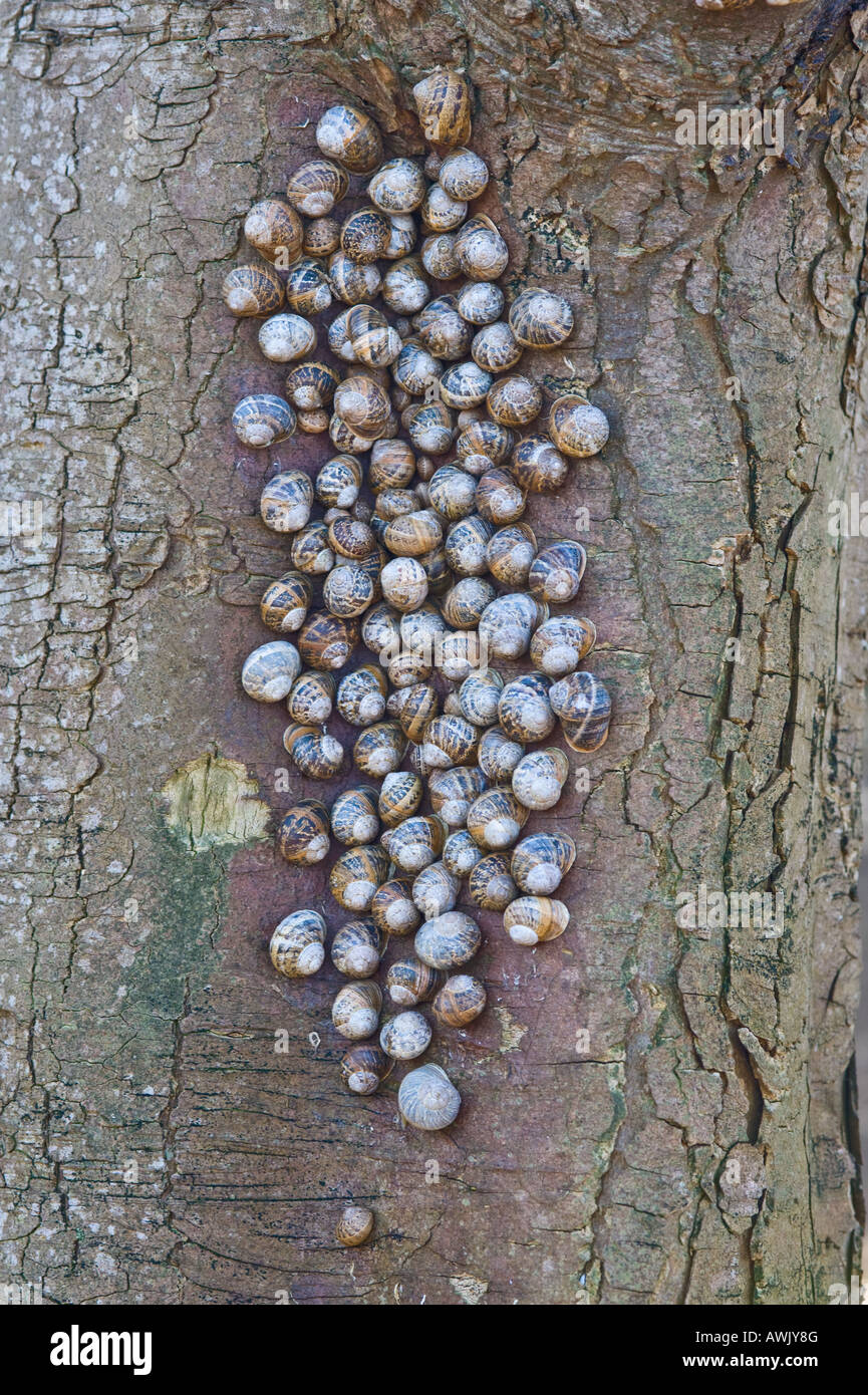 Garden Snail (Helix aspersa) group hibernating on tree trunk Brancaster Norfolk East Anglia England March Stock Photo