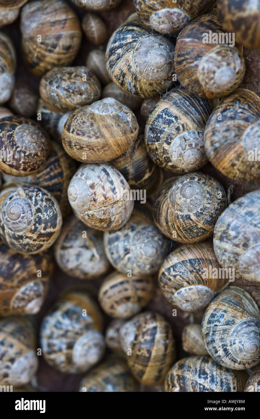 Hibernating snails hires stock photography and images Alamy