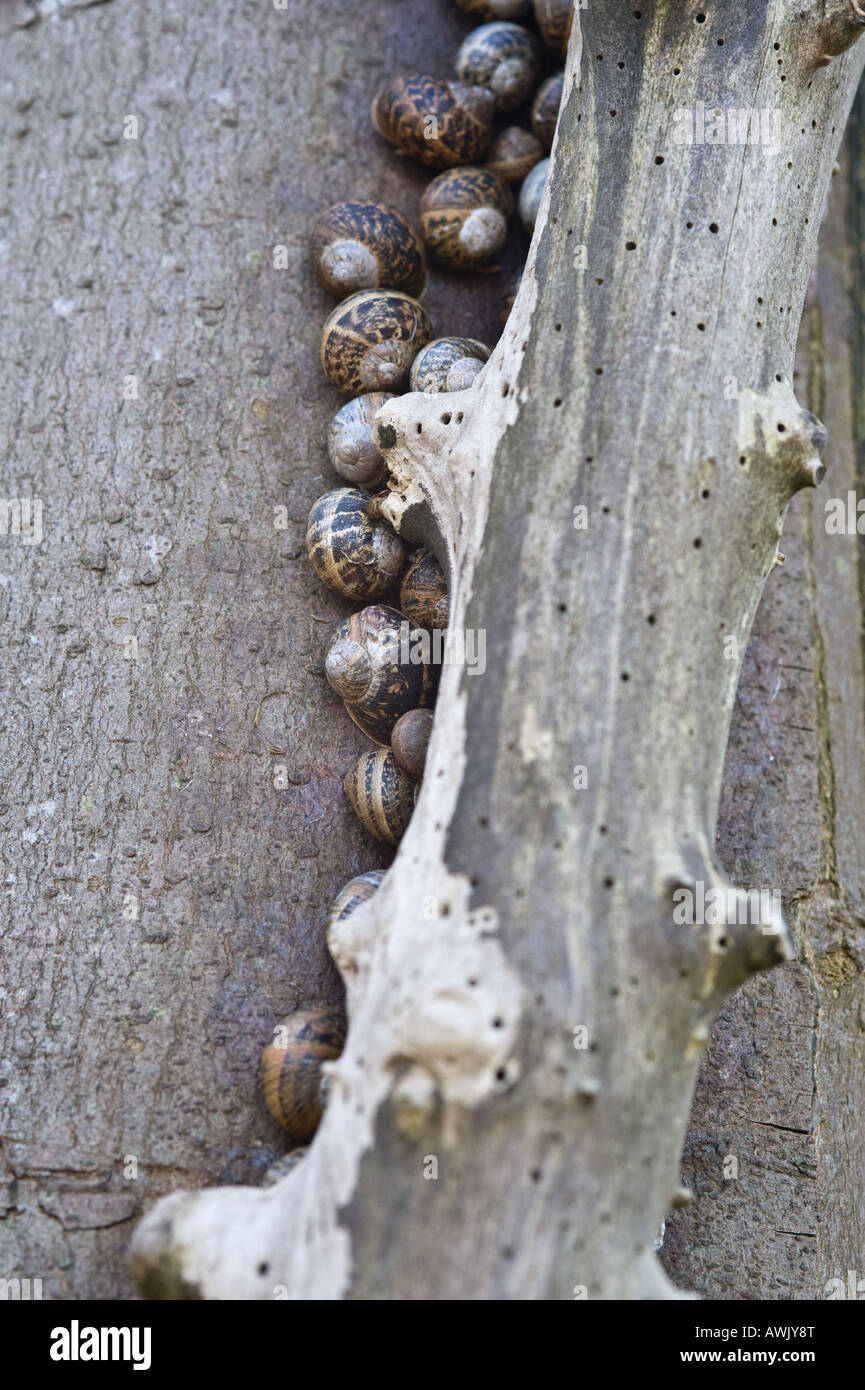 Garden Snail (Helix aspersa) group hibernating on tree trunk Brancaster Norfolk East Anglia England March Stock Photo