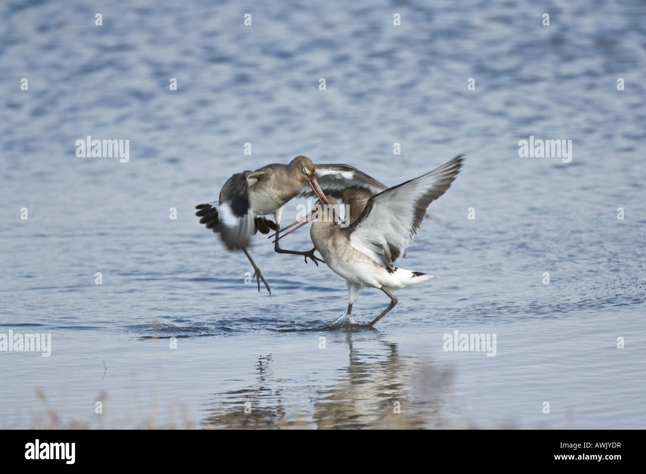 Black tailed Godwit Limosa limosa adults fighting Titchwell Norfolk England March Stock Photo