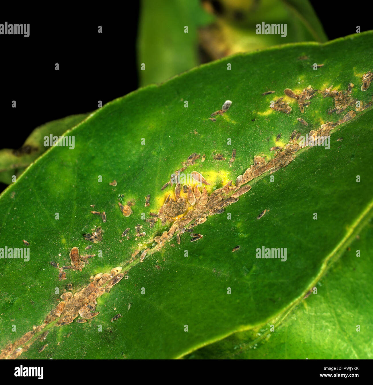 Old infestation of San Hose scale insects Lepidosaphes beckii on a lemon leaf Stock Photo