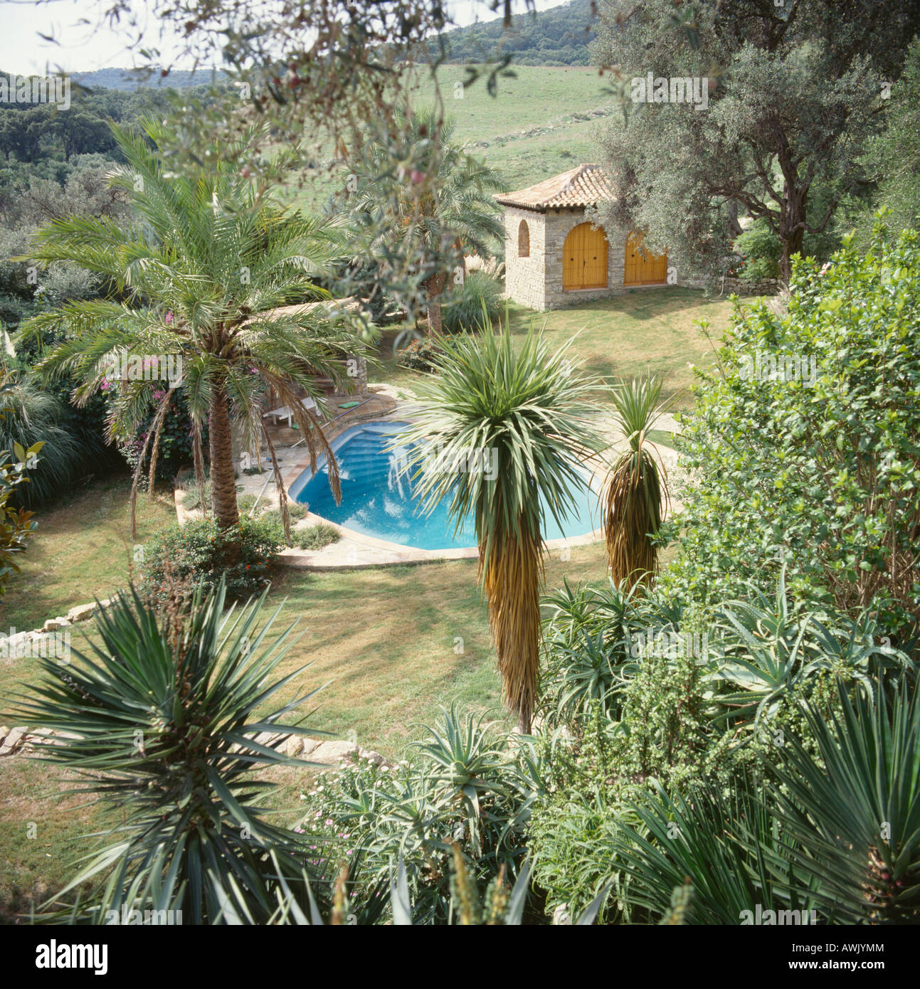 Palm trees in Spanish country garden with small swimming pool Stock