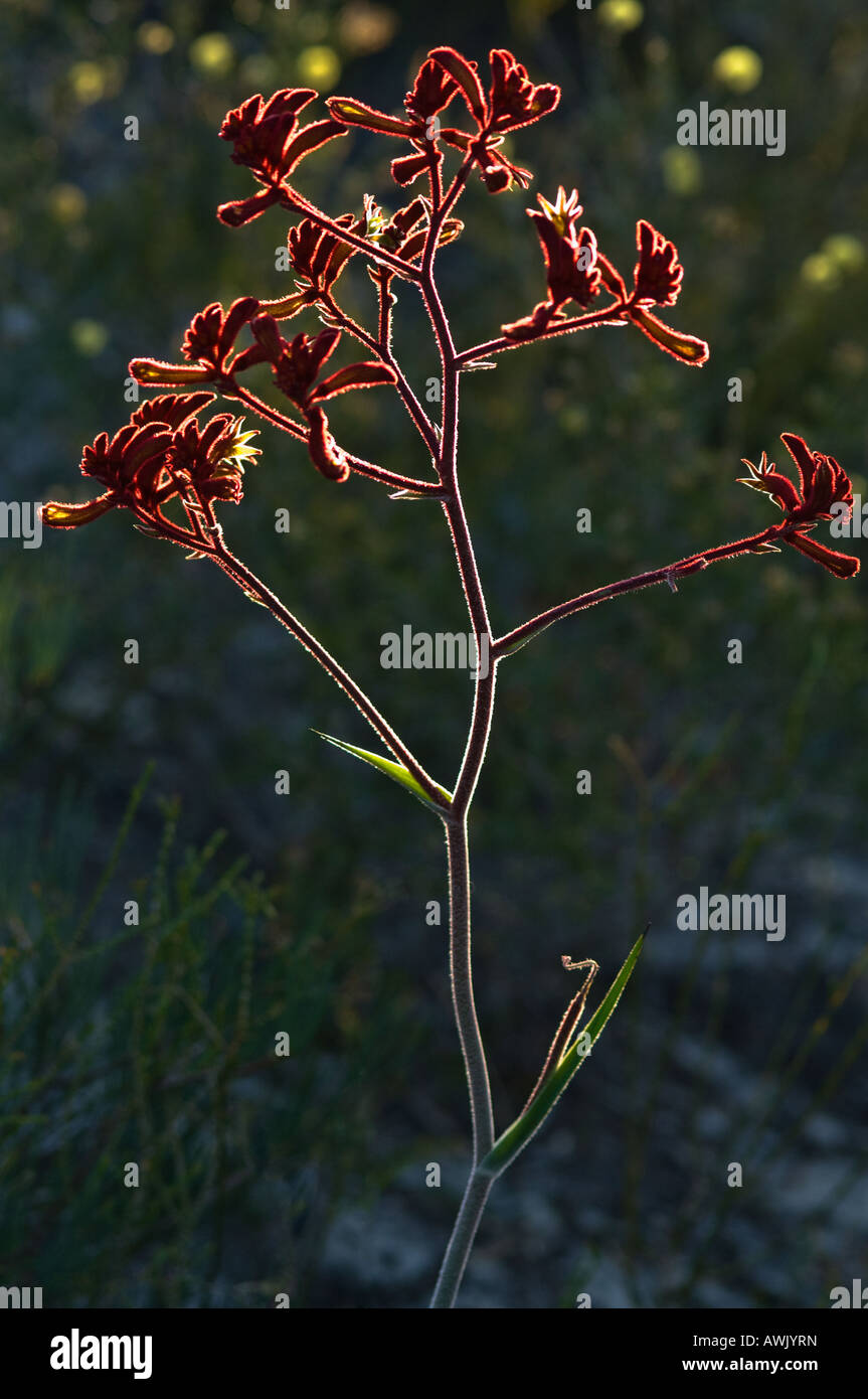 Red Kangaroo Paw (Anigozanthos rufus) flowers backlit Fitzgerald River National Park Western Australia, October Stock Photo