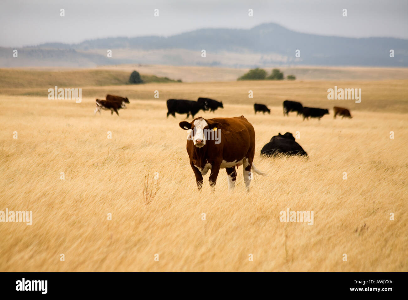 Hereford cross cattle grazing in golden summer grass Alberta Canada Stock Photo