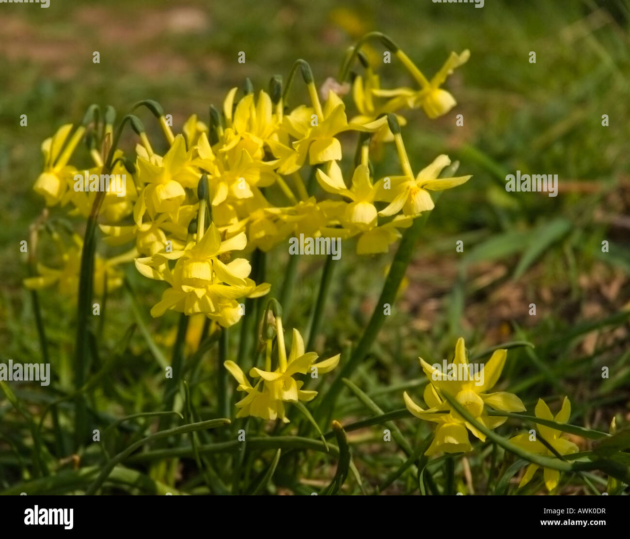 Wild Daffodil's in spring sunshine Stock Photo