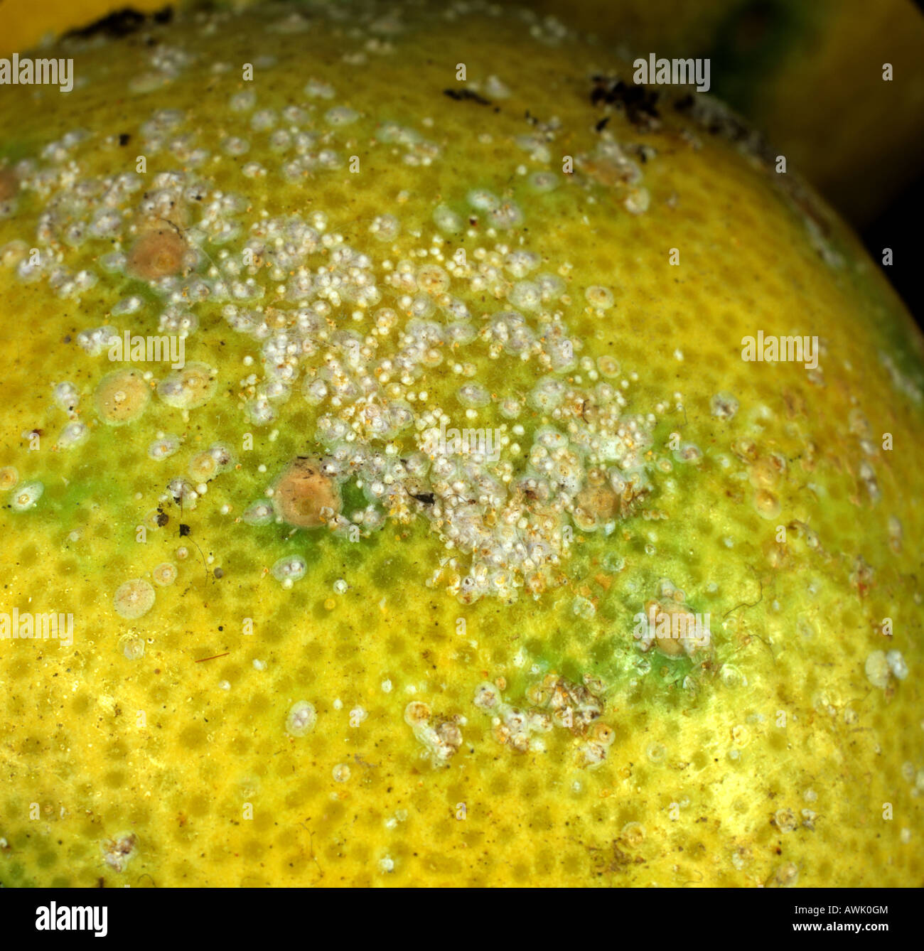 Yellow scale insect Aonidiella citrina on lemon fruit Stock Photo